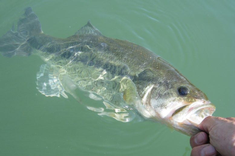 大江川でのバス釣りにおすすめのルアー5選 Bassfishingnews